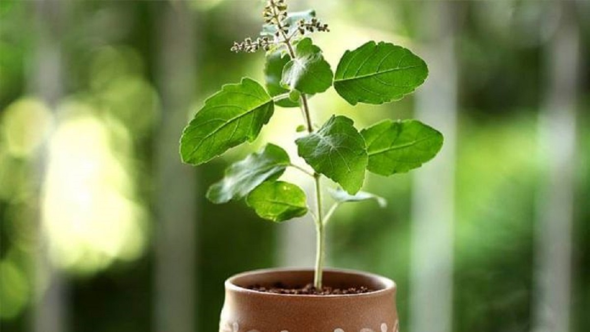 tulsi-plant