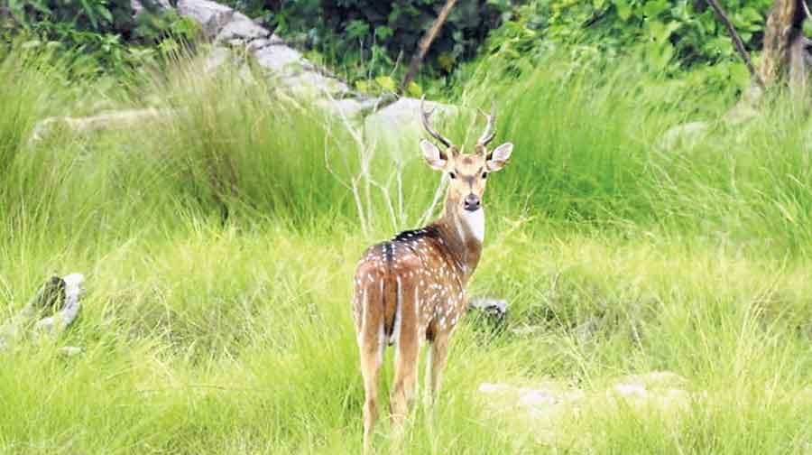 રેમોના ઉદ્યાન આસામનું છઠ્ઠું રાષ્ટ્રીય ઉદ્યાન બની ગયું 