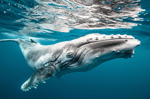 humpback-whale-weight