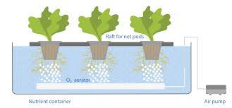 hydroponics-farming