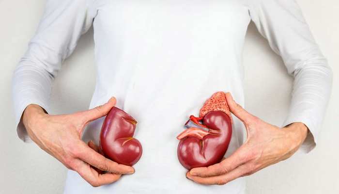20042022-kidney