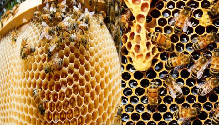 20052022e-honeybee-day