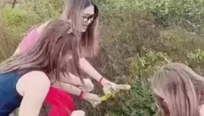 25052022e-penis-plant