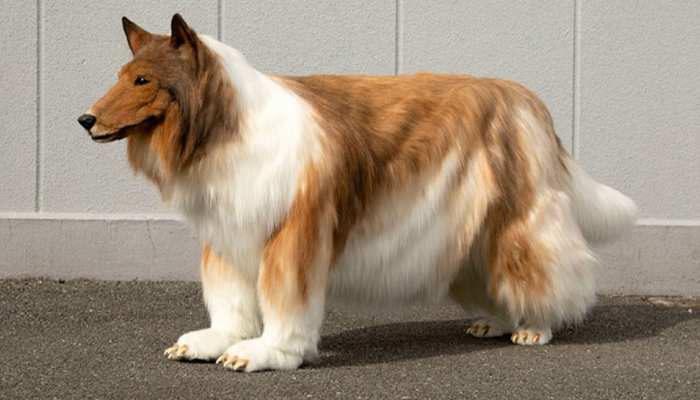 25052022g-dog