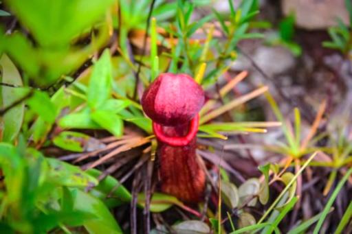 આ દેશમાં પુરુષોના પ્રાઈવેટ પાર્ટનો છોડ ઉગે છે, તેની ખૂબ ચર્ચા થઈ રહી છે