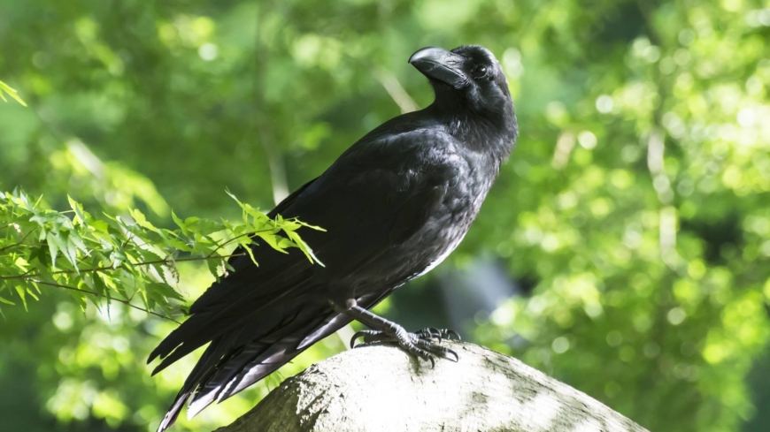 27052022e-crow
