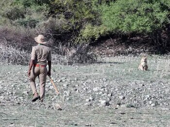 ગુજરાતમાં એશિયાટિક સિંહોની સંખ્યા 891 પર પહોંચી: 16મી વસતિગણતરીના પરિણામો જાહેર, ગીર સિવાયના વિસ્તારોમાં પણ વસવાટનો વિસ્તાર વધ્યો